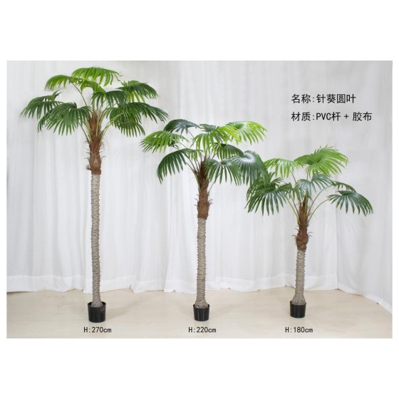 针葵B(圆叶) 270cm