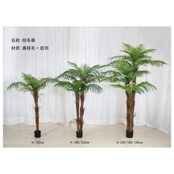 棕毛葵A（大叶） 180cm
