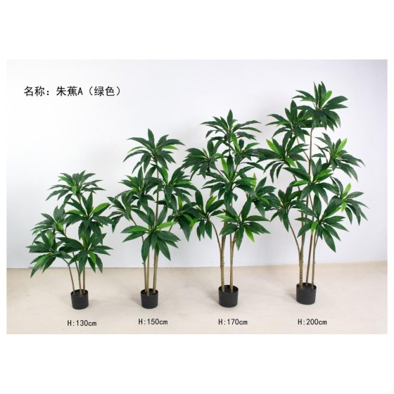 朱蕉A朱蕉(绿色) 170cm