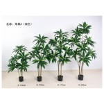 朱蕉A朱蕉(绿色) 200cm