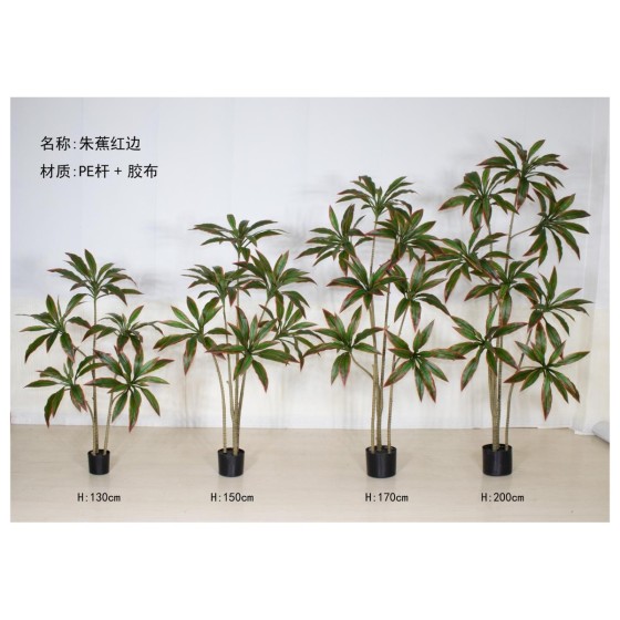 朱蕉B(红边) 200cm