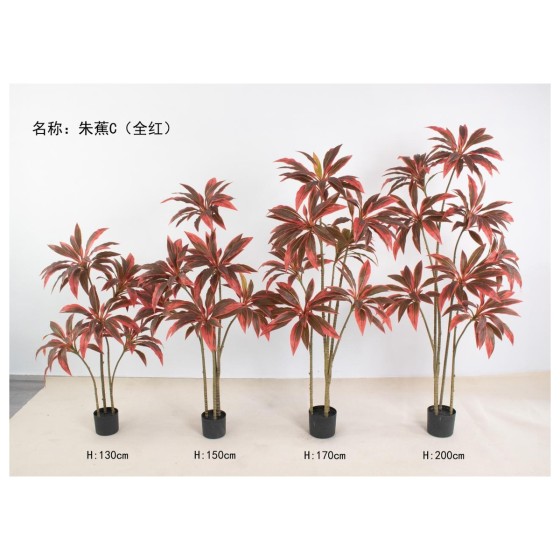 朱蕉C(全红) 130cm