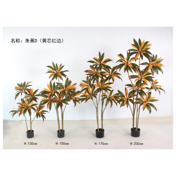 朱蕉D(黄芯红边) 200cm