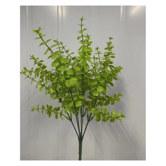 7头35目小刺草