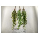 6叉21目榕树腾