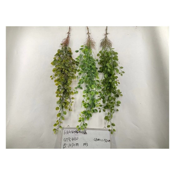 6叉21目榕树腾