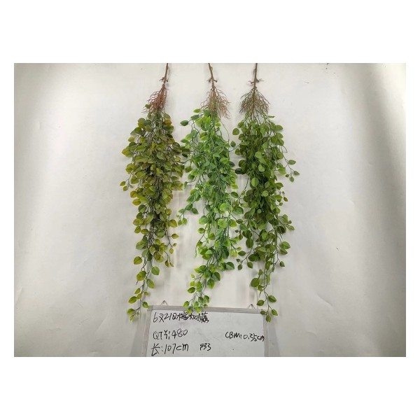 6叉21目榕树腾