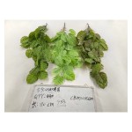 5叉45目龟背