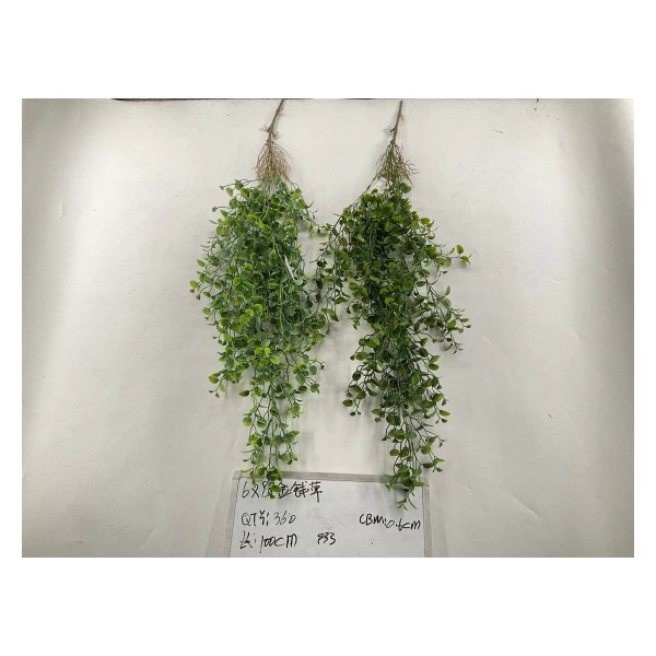 6叉金钱草