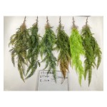21目芒萁藤