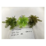 7叉22目松叶