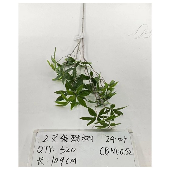 2叉发财树