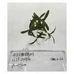 单支绿植 887-1