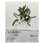 单支绿植 887-2