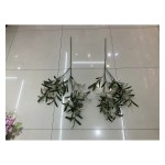 单支绿植 887-10