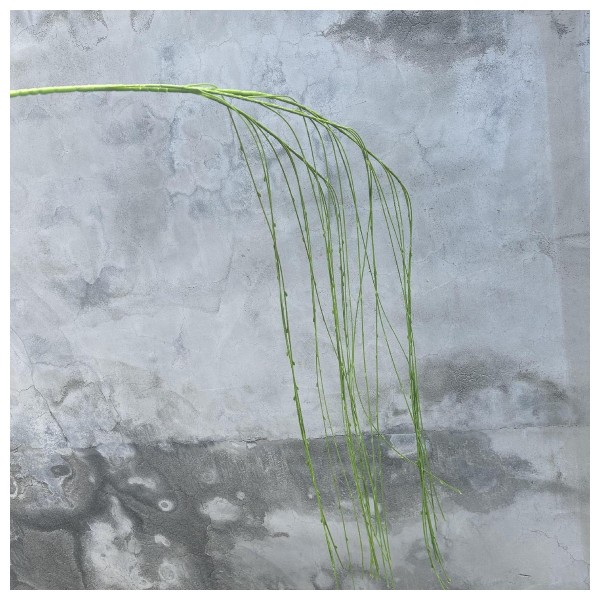 Single Artificial Green Plant 13
