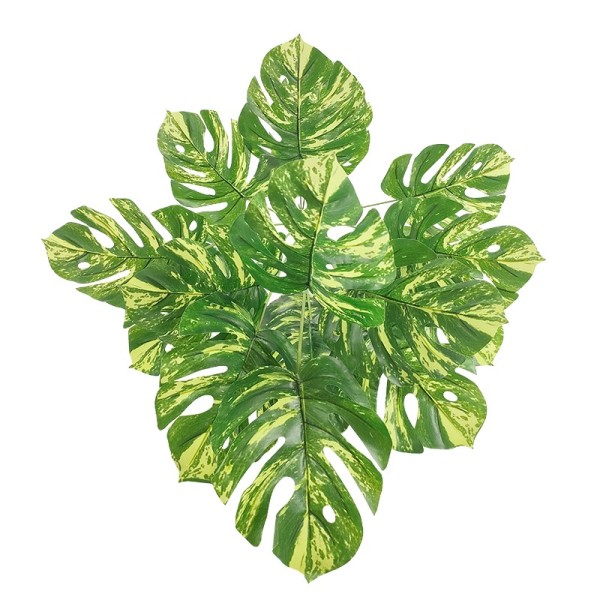 青绿龟背竹