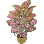 粉水晶花烛