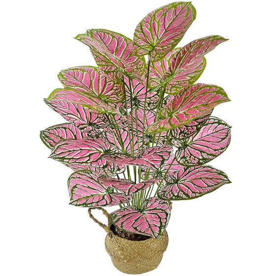 粉水晶花烛