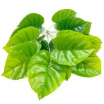 Artificial Pothos Plant 064