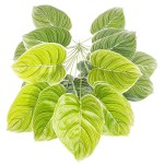 白锦花烛