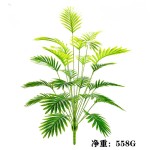 24叶加大散尾葵
