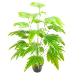 24叶加大绿色秋海棠