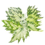 24叶加大白绿秋海棠