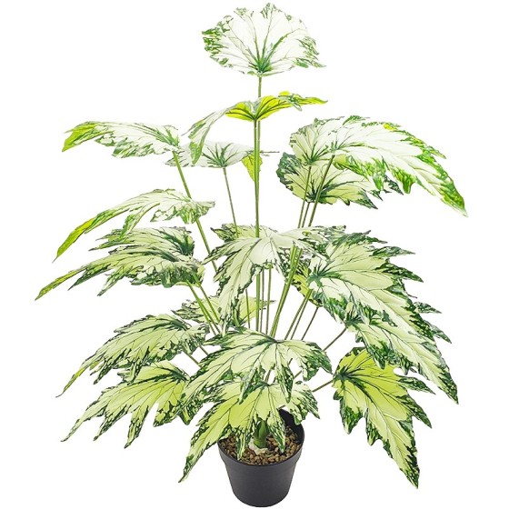 24叶加大白绿秋海棠