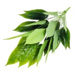24叶加大绿色美人蕉