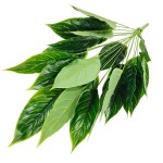 24叶加大绿纹美人蕉