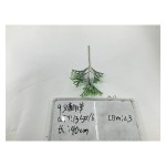 植毛系类 007