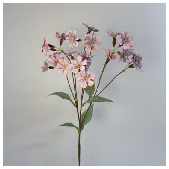 单枝小雅菊