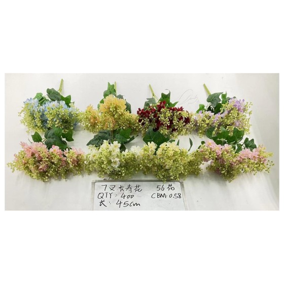 7叉:长寿花
