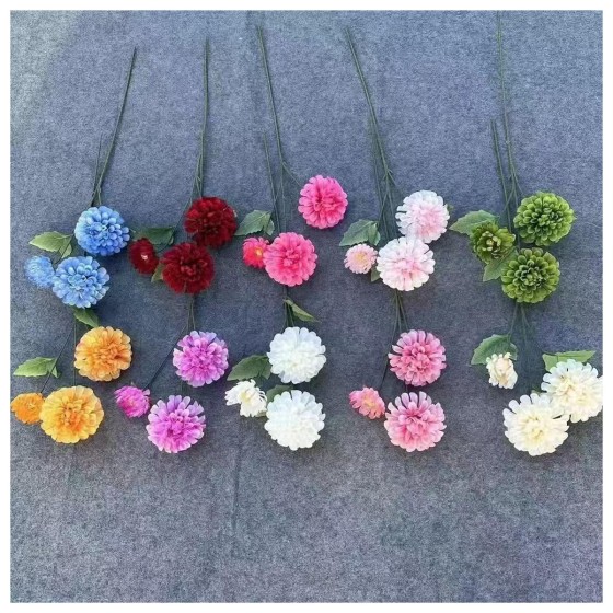 三头球菊
