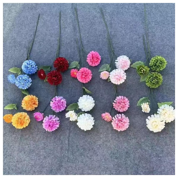 三头球菊