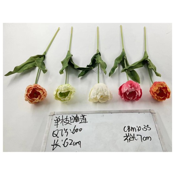 单支睡莲
