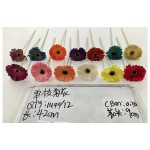 单支菊花