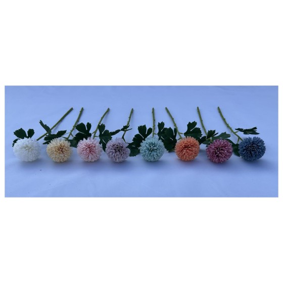 单支球菊