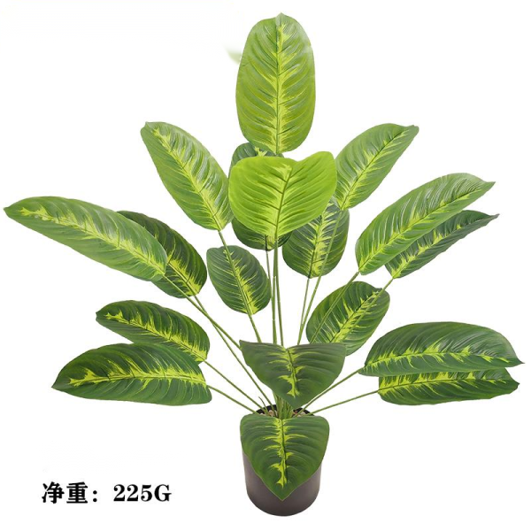 箭羽竹芋旅人蕉