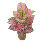 粉水晶花烛