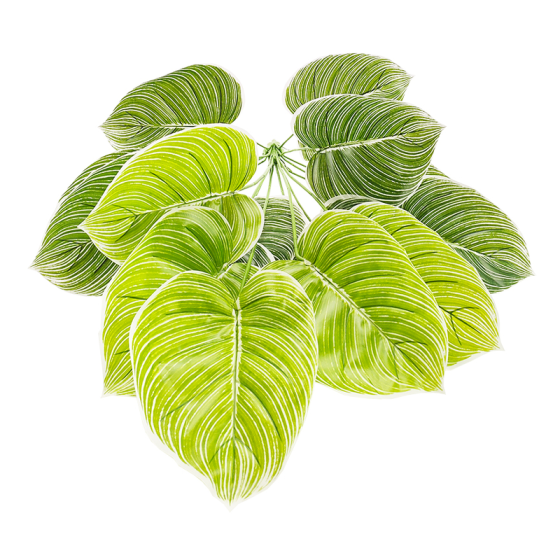 白锦花烛
