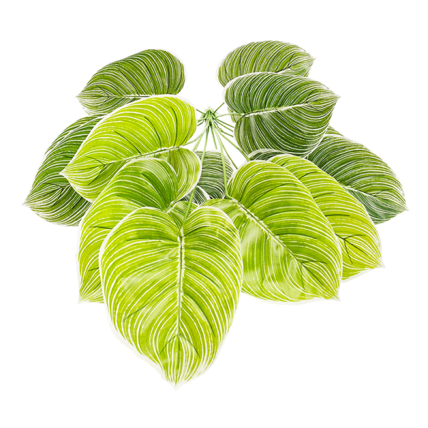 白锦花烛