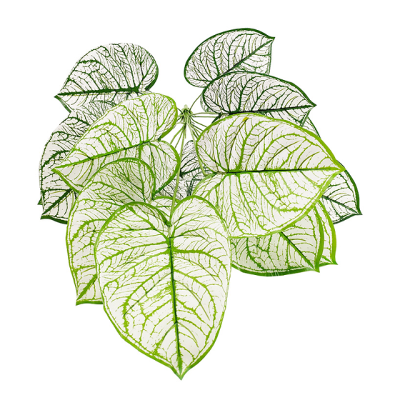 白锦花烛