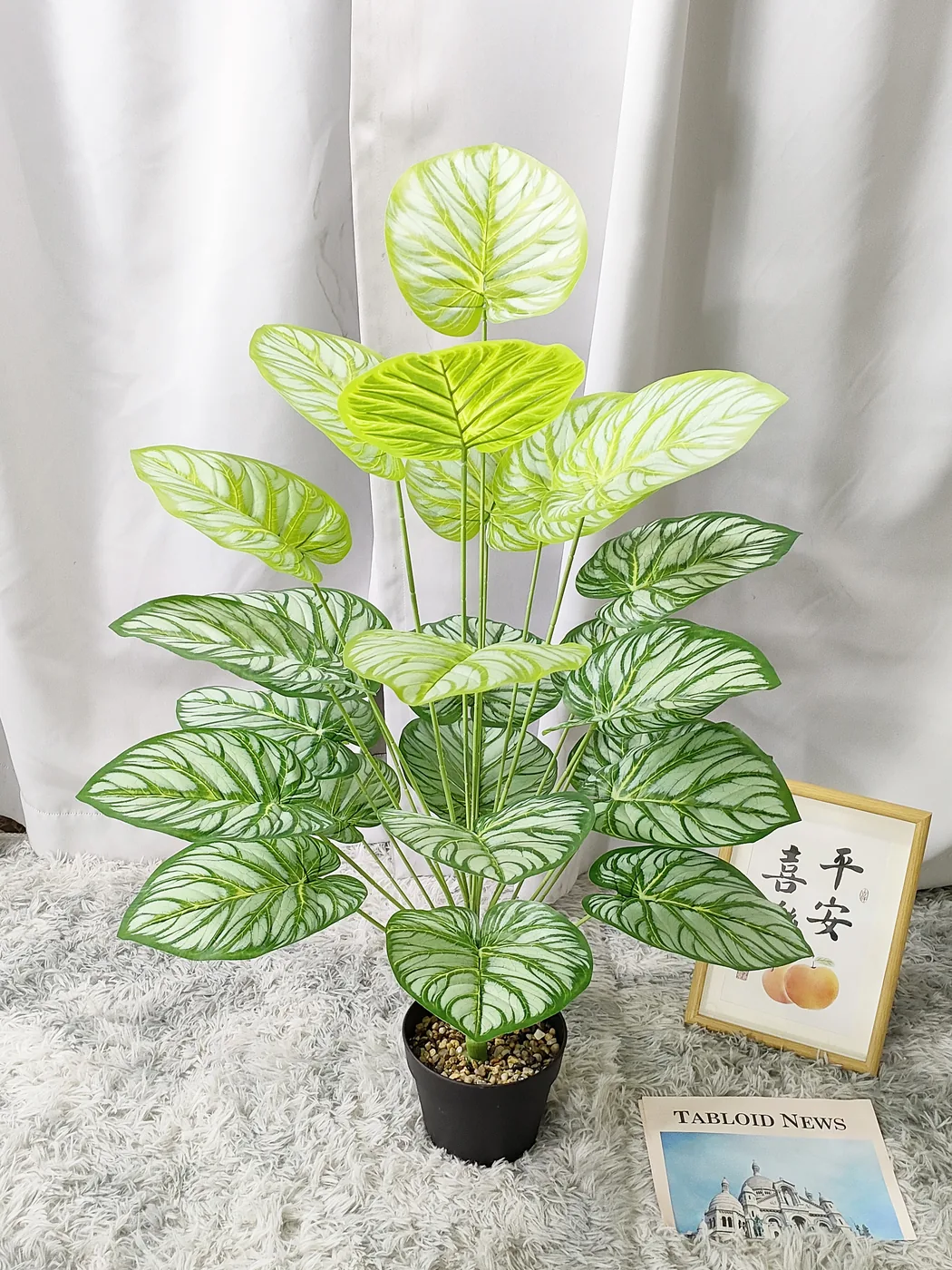 24叶加大白蔓绿绒