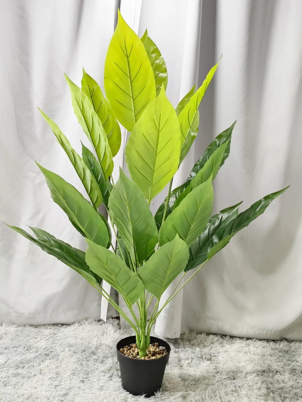 24叶加大绿纹美人蕉